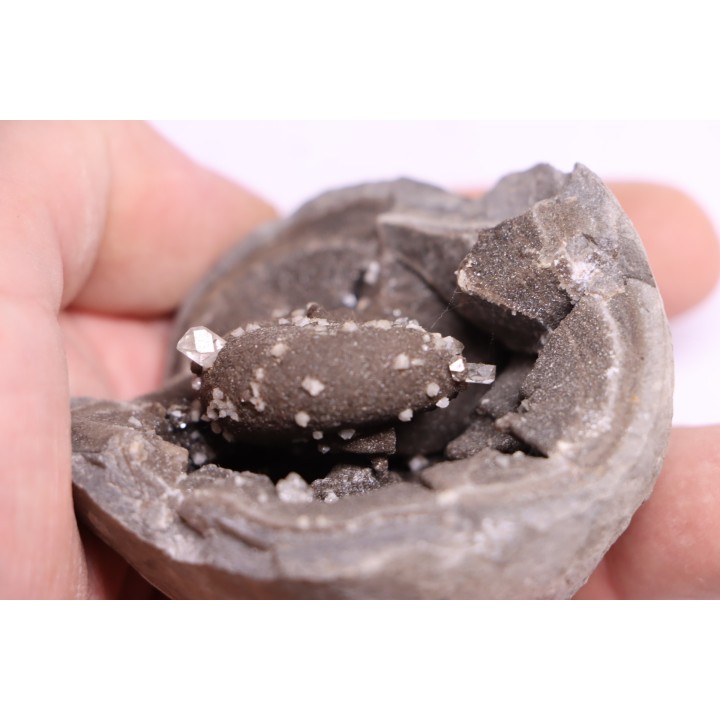 septaria avec ammonite SOWERBYCERAS recouverte de quartz  oxfordien  Remusat - Drome, FRANCE