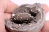 septaria avec ammonite SOWERBYCERAS recouverte de quartz  oxfordien  Remusat - Drome, FRANCE