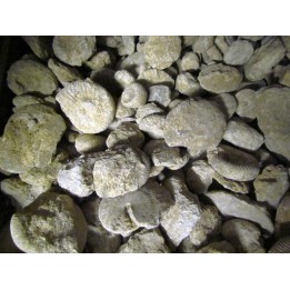 1 Kg ammonites du bathonien à dégager