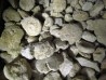 1 Kg ammonites du bathonien à dégager