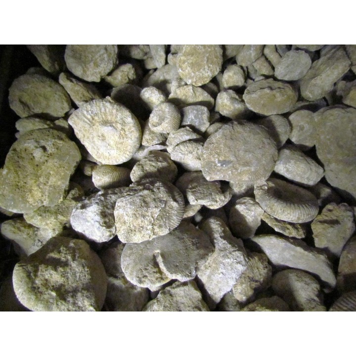 5 Kg ammonites du bathonien à dégager