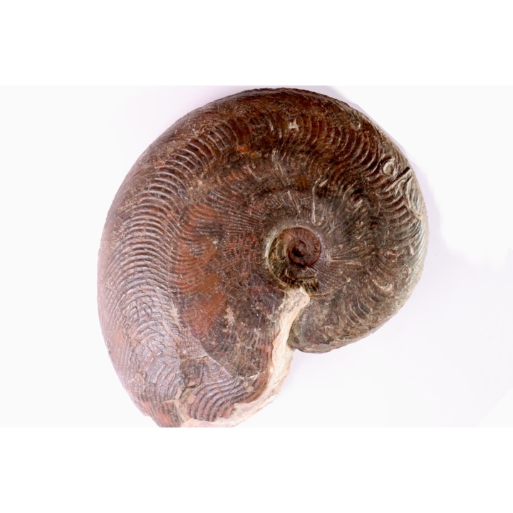 Harpoceras subplanatum - TOARCIEN - Carriere Belmont - LYON - FRANCE