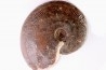 Harpoceras subplanatum - TOARCIEN - Carriere Belmont - LYON - FRANCE
