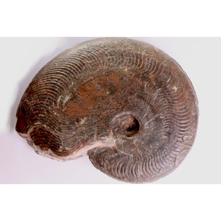 Harpoceras subplanatum - TOARCIEN - Carriere Belmont - FRANCE