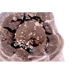ammonite SOWERBYCERAS recouverte de quartz  oxfordien  Remusat - Drome, FRANCE