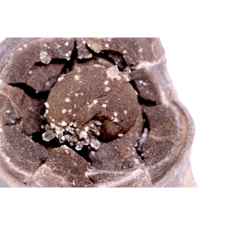 septaria avec ammonite SOWERBYCERAS recouverte de quartz  oxfordien  Remusat - Drome, FRANCE