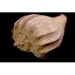Athleta (volutopupa) citharoedus - lutetien - Damery, FRANCE