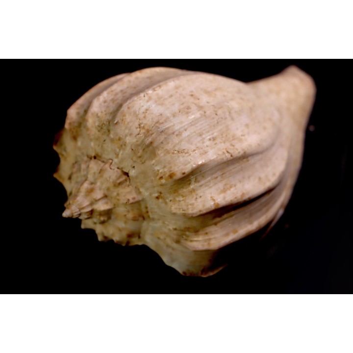 Athleta (volutopupa) citharoedus - lutetien - Damery, FRANCE