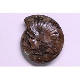 PARAPOPANOCERAS MALMGRENI - Triassic / Anisian sup. - spitsbergen