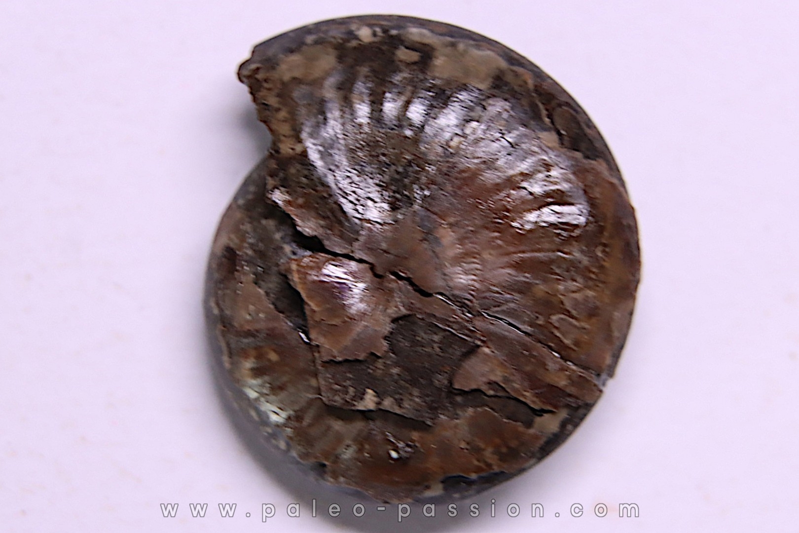 PARAPOPANOCERAS MALMGRENI - Trias / Anisien sup. - spitsberg