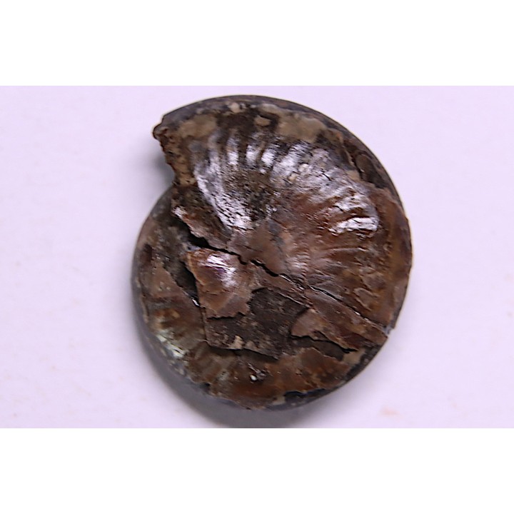 PARAPOPANOCERAS MALMGRENI - Triassic / Anisian sup. - spitsbergen