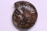 PARAPOPANOCERAS MALMGRENI - Triassic / Anisian sup. - spitsbergen