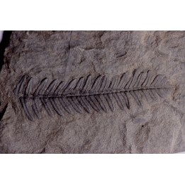 Fougère:  PECOPTERIS POLYMORPHA - Stephanian (carbonifere)  Graissesac, 34, FRANCE