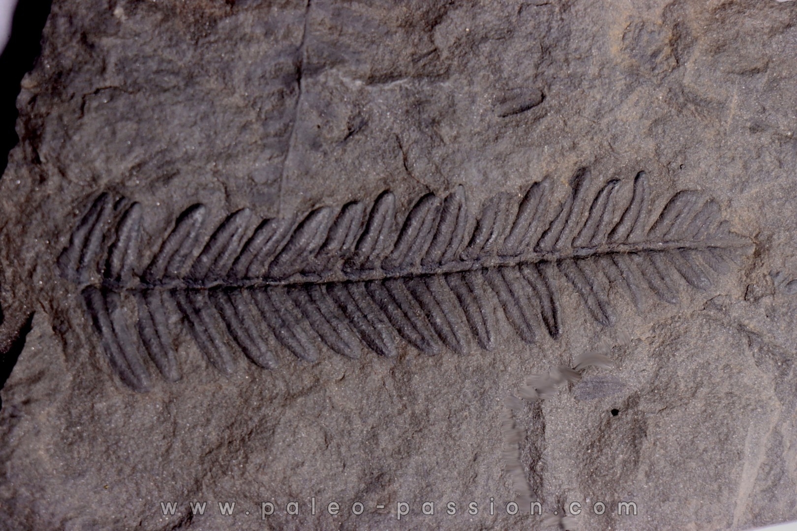 Fougère: PECOPTERIS POLYMORPHA - Stephanian (carbonifere) Graissesac, 34, FRANCE