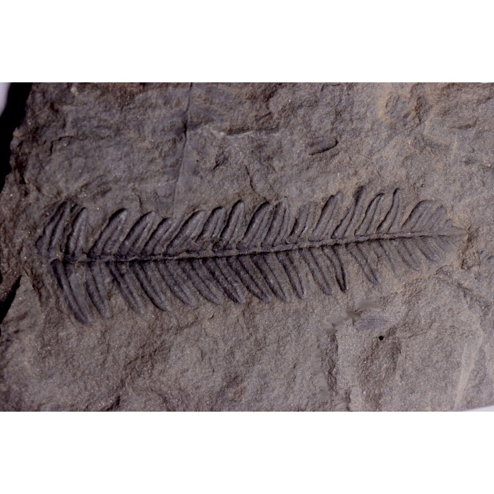 Fougère:  PECOPTERIS POLYMORPHA - Stephanian (carbonifere)  Graissesac, 34, FRANCE