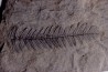 Fougère: PECOPTERIS POLYMORPHA - Stephanian (carbonifere) Graissesac, 34, FRANCE