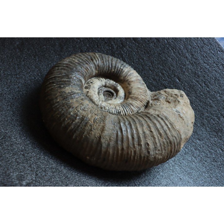 GROSSE Lytoceras salebrosum - 30 cm - Pliensbachien - Carriere de Fresnay le Puceux - FRANCE