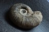 Lytoceras salebrosum - Pliensbachian  Fresnay le Puceux quarry - FRANCE