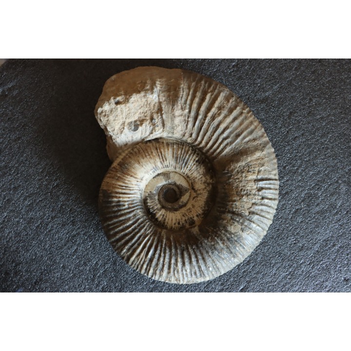 GROSSE Lytoceras salebrosum - 30 cm - Pliensbachien - Carriere de Fresnay le Puceux - FRANCE
