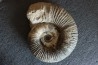 GROSSE Lytoceras salebrosum - 30 cm - Pliensbachien - Carriere de Fresnay le Puceux - FRANCE