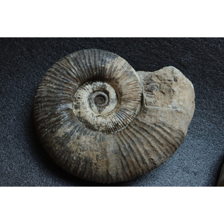 GROSSE Lytoceras salebrosum - 30 cm - Pliensbachien - Carriere de Fresnay le Puceux - FRANCE