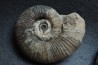 Lytoceras salebrosum - Pliensbachian  Fresnay le Puceux quarry - FRANCE