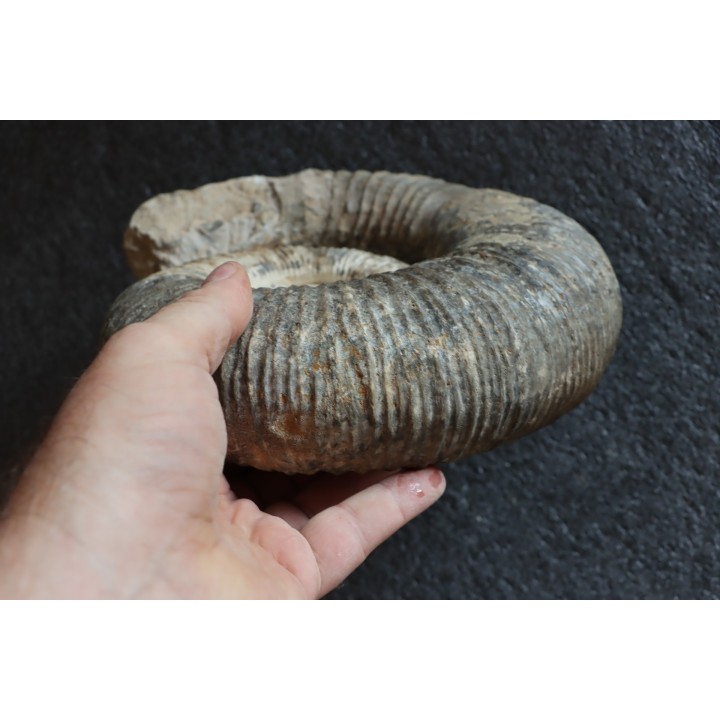 Lytoceras salebrosum - Pliensbachian  Fresnay le Puceux quarry - FRANCE