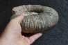 GROSSE Lytoceras salebrosum - 30 cm - Pliensbachien - Carriere de Fresnay le Puceux - FRANCE