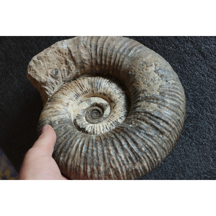 GROSSE Lytoceras salebrosum - 30 cm - Pliensbachien - Carriere de Fresnay le Puceux - FRANCE
