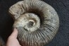 GROSSE Lytoceras salebrosum - 30 cm - Pliensbachien - Carriere de Fresnay le Puceux - FRANCE