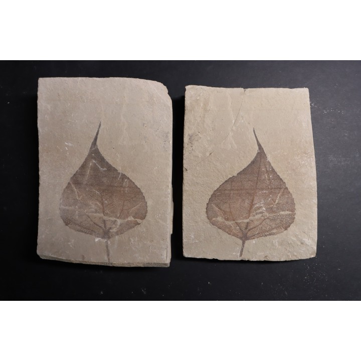 Populus wilmattae - Eocène - green river fmt - Uintah county - Utah - USA