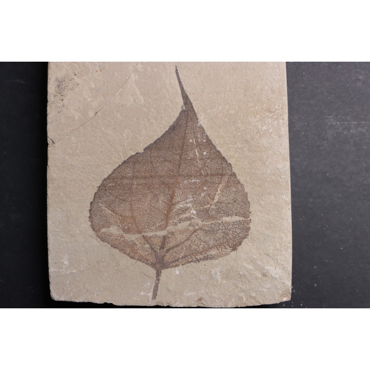 Populus wilmattae - Eocène - green river fmt - Uintah county - Utah - USA