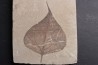 Populus wilmattae - Eocène - green river fmt - Uintah county - Utah - USA