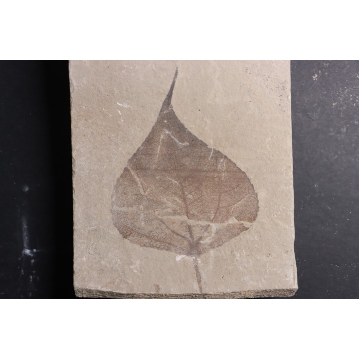 Populus wilmattae - Eocène - green river fmt - Uintah county - Utah - USA