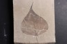 Populus wilmattae - Eocène - green river fmt - Uintah county - Utah - USA