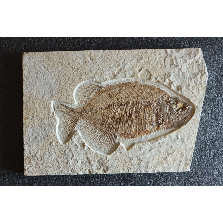 PHAREODUS testy - 29 cm - Eocène  green river fmt - Wyoming - USA