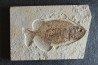 PHAREODUS testy - 29 cm - Eocène  green river fmt - Wyoming - USA