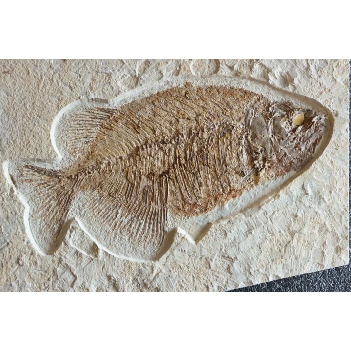 PHAREODUS testy - 29 cm - Eocène  green river fmt - Wyoming - USA