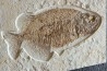 PHAREODUS testy - 29 cm - Eocène  green river fmt - Wyoming - USA