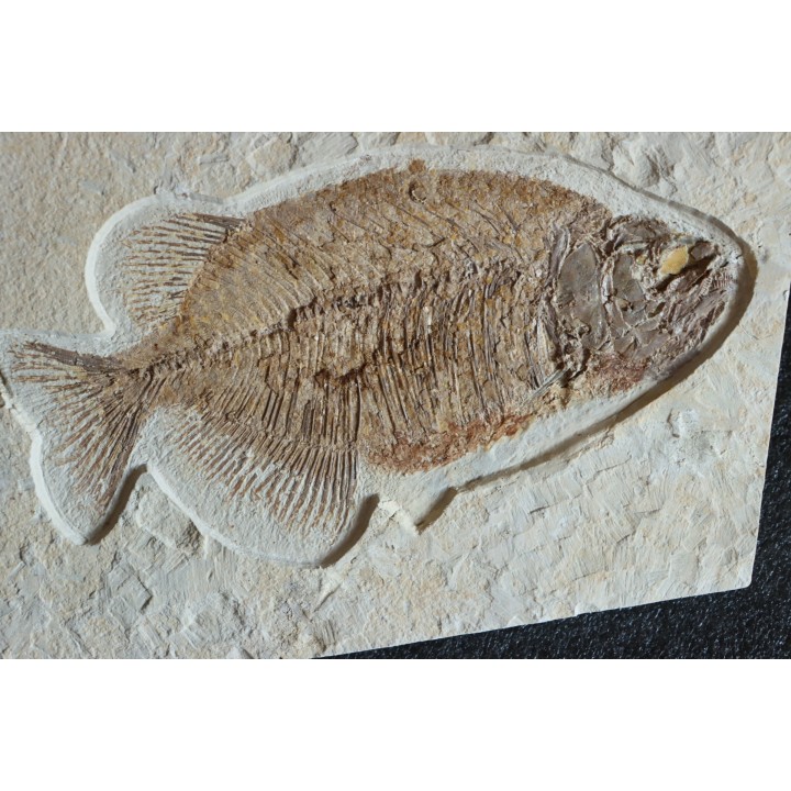PHAREODUS testy - 29 cm - Eocène  green river fmt - Wyoming - USA