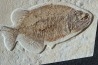 PHAREODUS testy - 29 cm - Eocène  green river fmt - Wyoming - USA