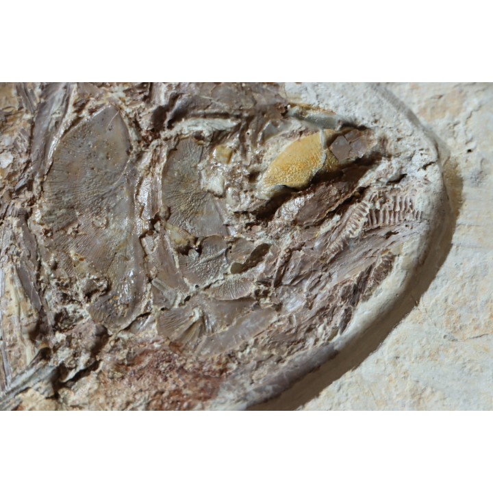 PHAREODUS testy - 29 cm - Eocène  green river fmt - Wyoming - USA