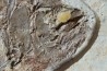 PHAREODUS testy - 29 cm - Eocène  green river fmt - Wyoming - USA