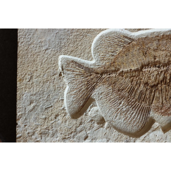 PHAREODUS testy - 29 cm - Eocène  green river fmt - Wyoming - USA