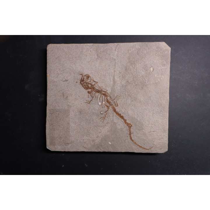 Chelotriturus paradoxus - Miocene moyen - Gacko formation - Gracanica, Bosnie