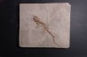 Chelotriturus paradoxus - Miocene moyen - Gacko formation - Gracanica, Bosnie