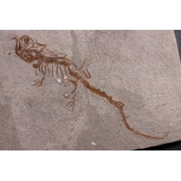 Chelotriturus paradoxus - Miocene moyen - Gacko formation - Gracanica, Bosnie