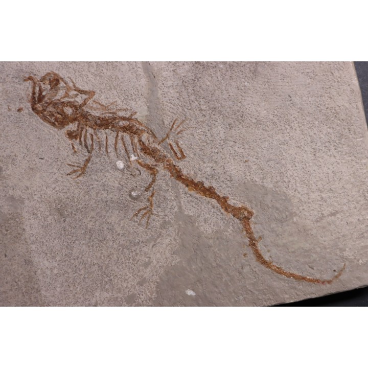 Chelotriturus paradoxus - Early Middle Miocene - Gacko formation - Gracanica, Bosnia
