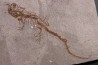 Chelotriturus paradoxus - Early Middle Miocene - Gacko formation - Gracanica, Bosnia