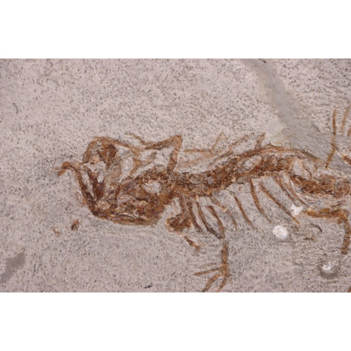 Chelotriturus paradoxus - Early Middle Miocene - Gacko formation - Gracanica, Bosnia